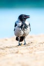 Hooded Crow, Corvus cornix closeup