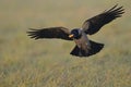 A hooded crow Corvus cornix in flight with a hotdog in its beak. Royalty Free Stock Photo