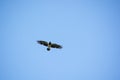 Hooded crow or Corvus cornix flying in blue sky