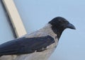 Hooded Crow (Corvus cornix) Grey Corvid Bird Head Hoodiecrow Corbie