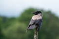 Hooded/Grey Crow (Corvus cornix)