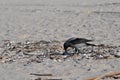 Hooded crow Corvus cornix hoodie on the beach feeding Royalty Free Stock Photo