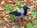 The hooded crow Corvus cornix, Hoodie, Scotch crow, Danish crow, carÃÂ³g liath, Grey crow or Die AaskrÃÂ¤he Aaskrahe oder Aaskraehe