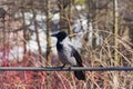 Hooded Crow, or Corvus cornix in Latin, sit on a pipe