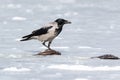 Hooded Crow Corvus cornix.