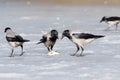 Hooded Crow Corvus cornix.