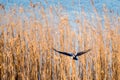 Hooded Crow, Corvus cornix near lake during flight