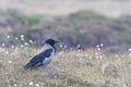 Hooded Crow, Corvus cornix, in open field Royalty Free Stock Photo