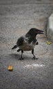 Hooded crow Corvus Cornix on the pavement in Morarilor Park Royalty Free Stock Photo