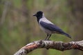 Hooded crow Corvus cornix Royalty Free Stock Photo