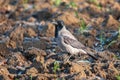 A Hooded Crow (Corvus cornix) standing in a field Royalty Free Stock Photo