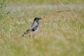 A Hooded Crow (Corvus cornix) standing in a field Royalty Free Stock Photo