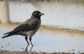 Hooded Crow Corvus cornix standing in a puddle. Royalty Free Stock Photo