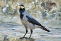 Hooded crow