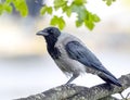 Hooded crow, Corvus cornix on a tree branch. Royalty Free Stock Photo