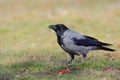 Hooded Crow (Corvus Cornix).