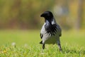 Hooded Crow (Corvus Cornix).