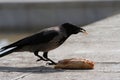 Hooded crow Corvus cornix walking to a piece of pizza