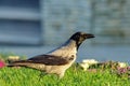 Hooded Crow Corvus corone