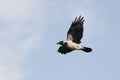 Hooded crow / Corvus corone cornix Royalty Free Stock Photo
