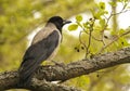 Hooded crow, Corvus corone cornix, sitting on a branch.