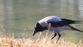 Hooded crow croaks standing by the lake