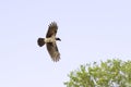 Hooded Crow in flight (Corvus cornix) Royalty Free Stock Photo