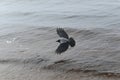 Hooded crow flying above see wings spread wide open Royalty Free Stock Photo