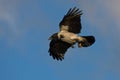 Hooded Crow flying on the blue sky