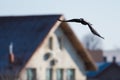 Crow Flying near a House in the Morning Royalty Free Stock Photo