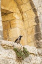 Hooded Crow Perched on Inward Flare of Jerusalem Wall Loophole