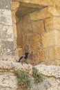 Hooded Crow on Inward Flare of Jerusalem Wall Loophole