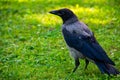 The Hooded crow on a green grass Royalty Free Stock Photo