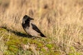 Hooded Crow on Ground Royalty Free Stock Photo