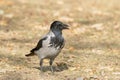 Hooded crow on the ground / Corvus cornix Royalty Free Stock Photo