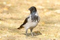 Hooded crow on the ground / Corvus cornix Royalty Free Stock Photo