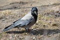 Hooded crow on the ground Royalty Free Stock Photo