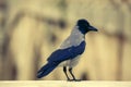 Hooded crow Royalty Free Stock Photo