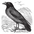 Hooded Crow or Hoodiecrow or Corvus cornix vintage engraving