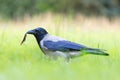 hooded crow hunting for newts