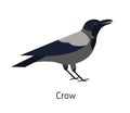 Hooded crow isolated on white background. Smart synanthrope bird with grey plumage. Funny wild avian species living in Royalty Free Stock Photo