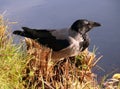 Hooded crow on the lake shore