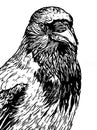 Hooded crow line art woodcut type illustration