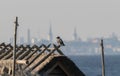 Hooded crow perched on the roof of a rustic building with a background of the old Tallinn skyline. Royalty Free Stock Photo