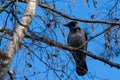 Hooded crow perched on a birch tree branch Royalty Free Stock Photo