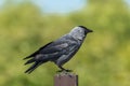 Hooded crow perching on a wooden picket Royalty Free Stock Photo