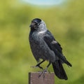 Hooded crow perching on a wooden picket Royalty Free Stock Photo