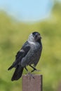 Hooded crow perching on a wooden picket Royalty Free Stock Photo