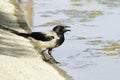 Hooded Crow portrait Royalty Free Stock Photo