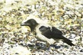 Hooded Crow portrait close-up (Corvus cornix)